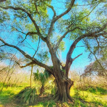 Couturie Forest - Parks Near Me - New Orleans, Louisiana Couturie Forest - Parks Near Me - New Orleans, Louisiana