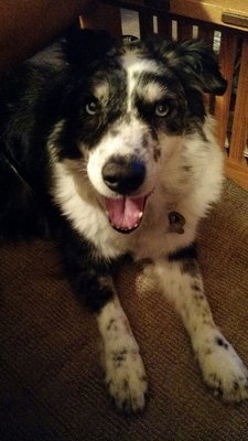 a family dogs new life