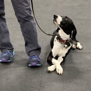 Precision K-9 - Jack relaxing - Pet Training Near Me - Columbus, North Carolina Precision K-9 - Jack relaxing - Pet Training Near Me - Columbus, North Carolina
