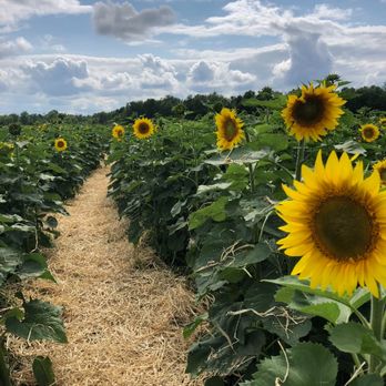 Strawberry Fields and Florist - Fruits & Veggies Near Me - Auburn, New York Strawberry Fields and Florist - Fruits & Veggies Near Me - Auburn, New York