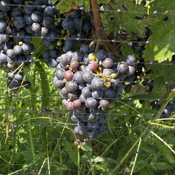 Black Ankle Vineyards - Wineries Near Me - Mount Airy, Maryland
