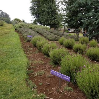 Ali'i Kula Lavender - Tours Near Me - Kula, Hawaii Ali'i Kula Lavender - Tours Near Me - Kula, Hawaii