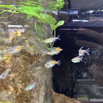 SF Aquatic - Aquariums Near Me - Walnut Creek, California