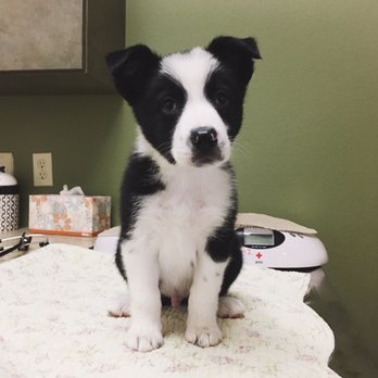 Sage Veterinary Care - Veterinarians Near Me - Sparks, Nevada Sage Veterinary Care - Veterinarians Near Me - Sparks, Nevada