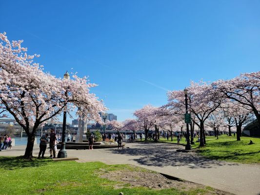 Tom McCall Waterfront Park by null
