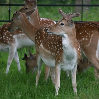 Richmond Park - Parks Near Me - Richmond, XGL