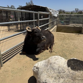 Sugarplum Zoo - Can you name the animal? - Chocolatiers & Shops Near Me - Temecula, California
