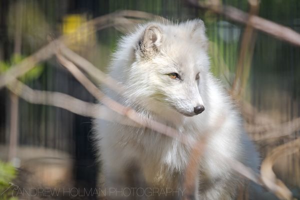 Alaska Zoo by null