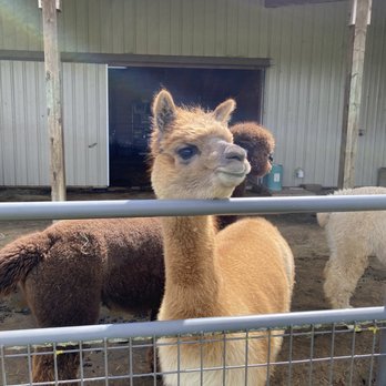 Alpacas at Marquam Hill Ranch - Ranches Near Me - Molalla, Oregon Alpacas at Marquam Hill Ranch - Ranches Near Me - Molalla, Oregon