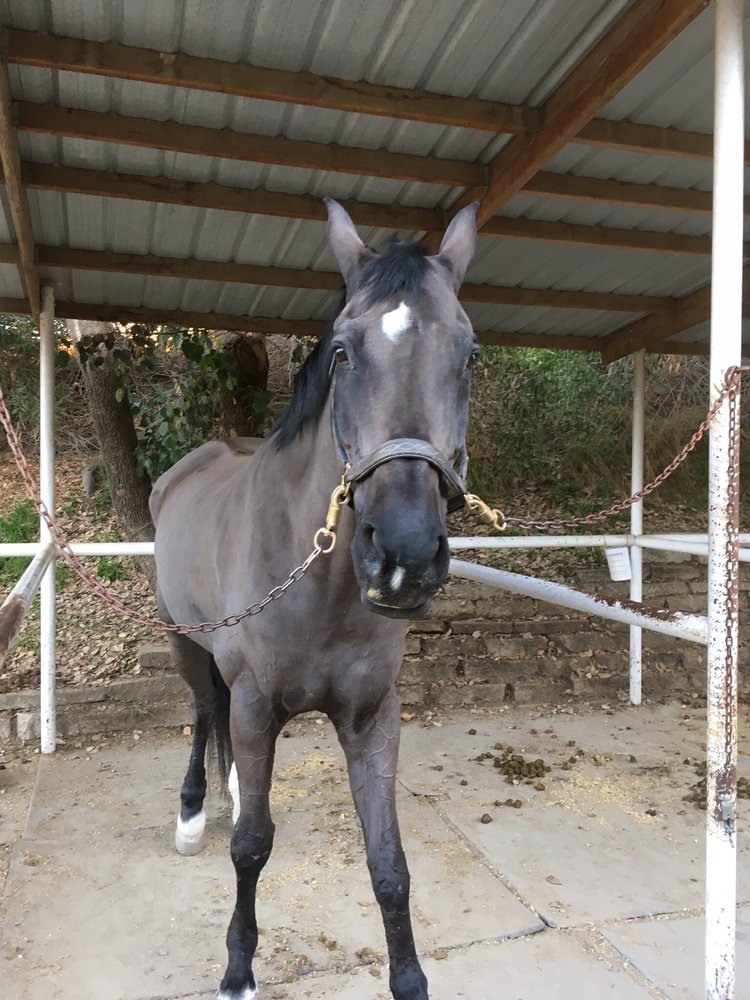 BRIDGES EQUESTRIAN Updated August 2024 25 Photos & 19 Reviews