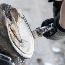 Soft Touch Equine - Trimming services for barefoot horses.