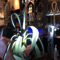 Reposado Bar & Lounge - Agave plant can't wait for patio season!