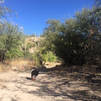 Catalina State Park - Kid friendly trails! - Parks Near Me - Tucson, Arizona Catalina State Park - Kid friendly trails! - Parks Near Me - Tucson, Arizona