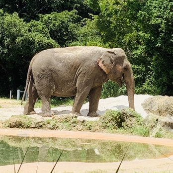 Zoo Miami - Elephant - Zoos Near Me - Miami, Florida Zoo Miami - Elephant - Zoos Near Me - Miami, Florida
