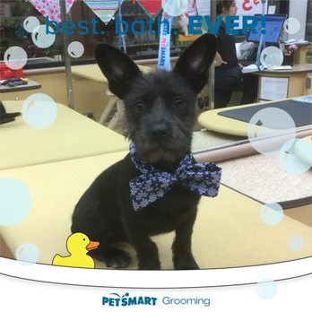 PetSmart Grooming - Pet Groomers Near Me - Palmdale, California PetSmart Grooming - Pet Groomers Near Me - Palmdale, California