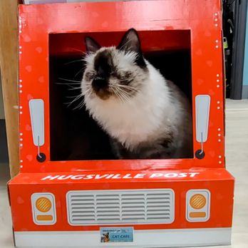 Cat Care Clinic - Blind cats are highly adaptable! - Veterinarians Near Me - Bellevue, Washington Cat Care Clinic - Blind cats are highly adaptable! - Veterinarians Near Me - Bellevue, Washington