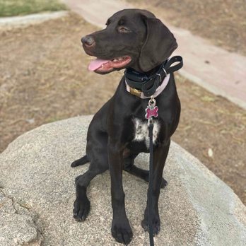 Leave The Leash - Shelby placing on a rock at our local park... - Pet Training Near Me Leave The Leash - Shelby placing on a rock at our local park... - Pet Training Near Me