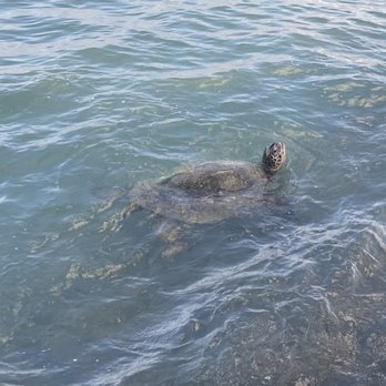 OUTRIGGER Reef Waikiki Beach Resort - green sea turtle taking a breath - Hotels Near Me - Honolulu, Hawaii OUTRIGGER Reef Waikiki Beach Resort - green sea turtle taking a breath - Hotels Near Me - Honolulu, Hawaii