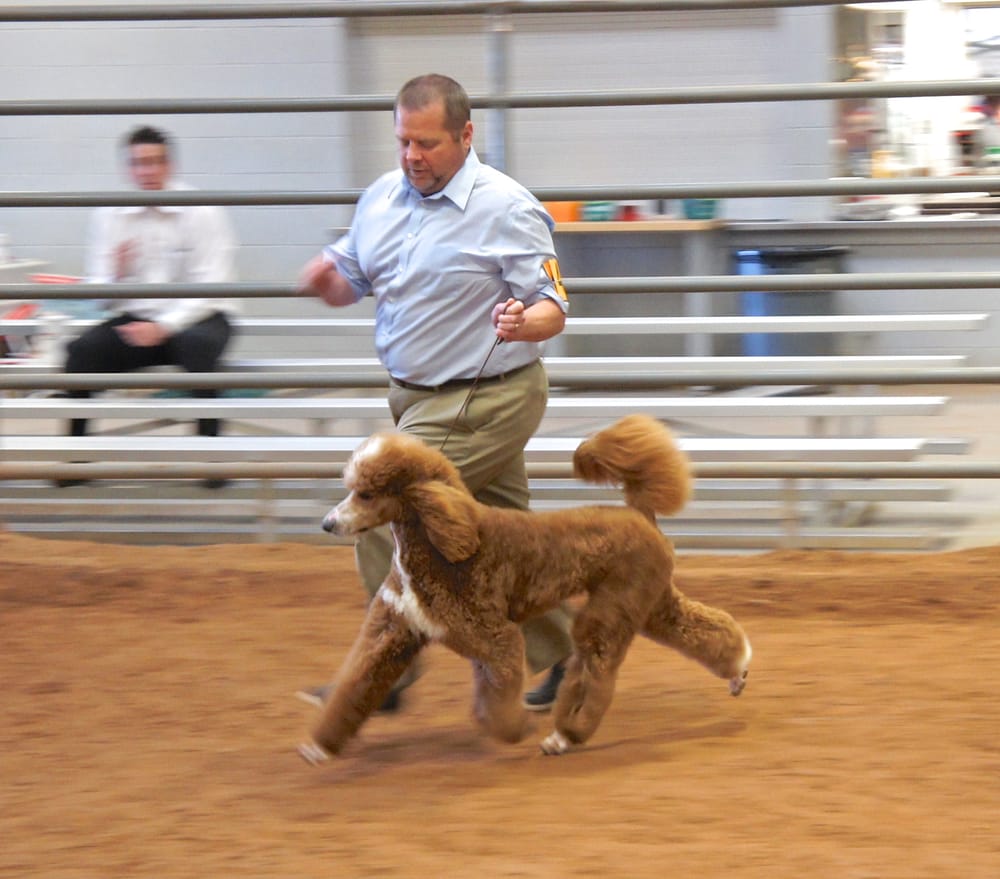 MnJ Parti Poodles Image