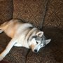 Photo of Periwinkle Pet Clinic