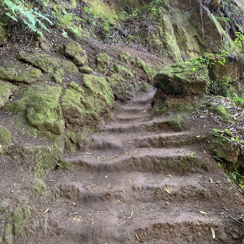Aiea Loop Trail - Natural stairs along trail - Hiking Near Me - Aiea, Hawaii