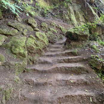 Aiea Loop Trail - Natural stairs along trail - Hiking Near Me - Aiea, Hawaii