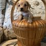 Photo of GretaLo Dachshunds