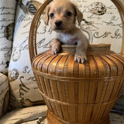 GretaLo Dachshunds - Independence (Indie) little but mighty!