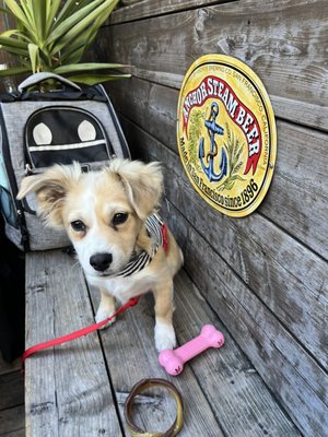 McCarthy's Irish Bar by null