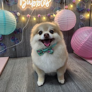 The Doggy Laundry - Pet Groomers Near Me - Kent, Washington