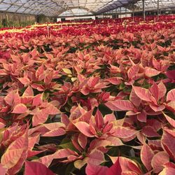 Ivey Gardens - What our greenhouse looks like in late November through December.