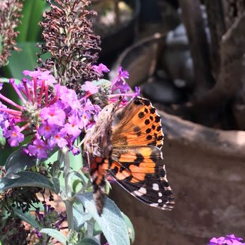 Farfalla Butterfly Co. - Event Planning & Services Near Me - San Diego, California Farfalla Butterfly Co. - Event Planning & Services Near Me - San Diego, California