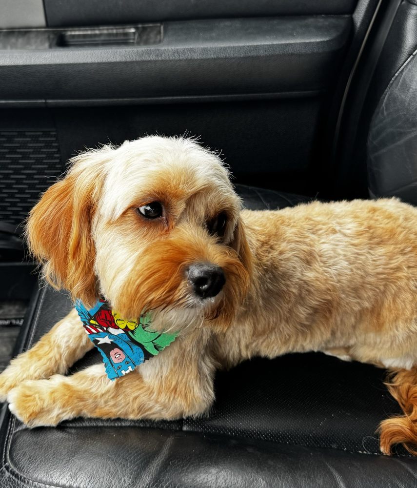 A TOUCH OF CLASS PET SALON Updated May 2024 12 Photos & 17 Reviews