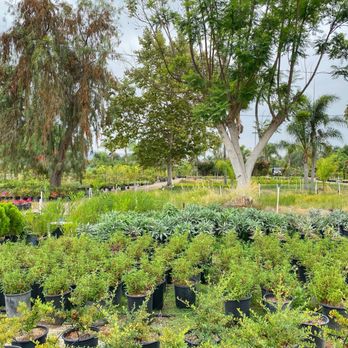 Kniffing's Discount Nursery - Shrubs! - Nurseries & Gardening Near Me - El Cajon, California Kniffing's Discount Nursery - Shrubs! - Nurseries & Gardening Near Me - El Cajon, California