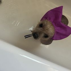 The Trained Canine - Bath time blues