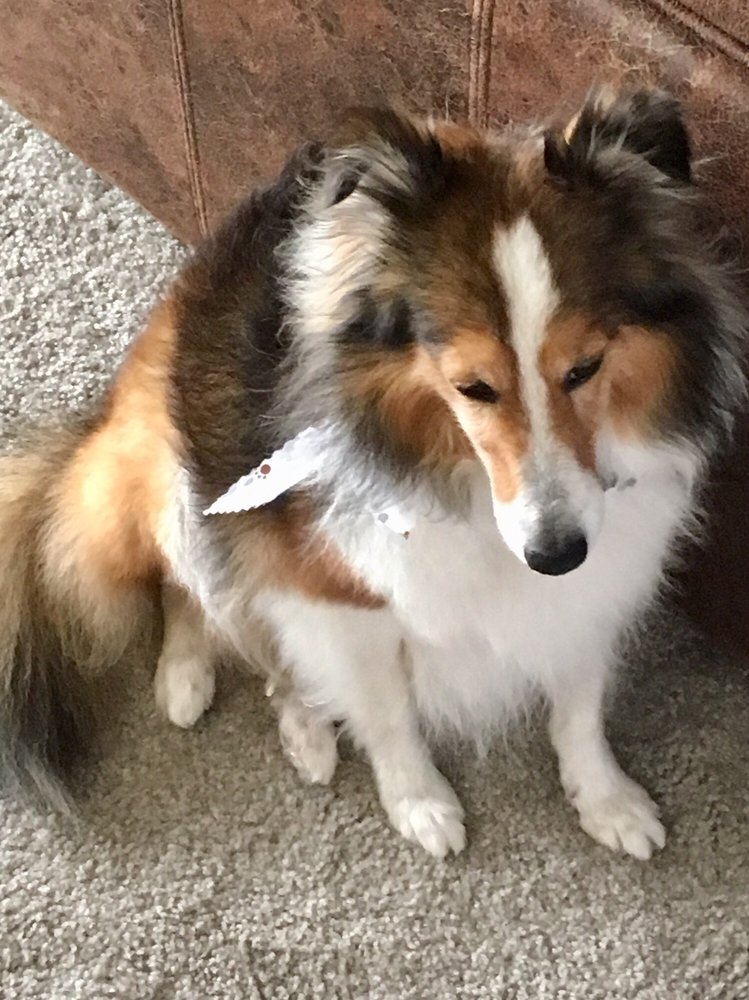 THE DOG HOUSE Updated September 2024 2535 Meadow Ln, Lakeland