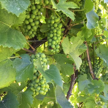 BBQ In The Vineyard - Barbeque Near Me - Chelan, Washington BBQ In The Vineyard - Barbeque Near Me - Chelan, Washington