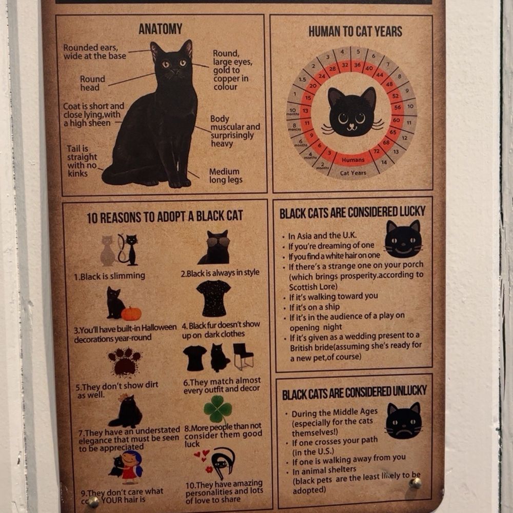 Santa Fe Cat Cafe - Wall Decor - Coffee & Tea Near Me - Santa Fe, New Mexico Santa Fe Cat Cafe - Wall Decor - Coffee & Tea Near Me - Santa Fe, New Mexico