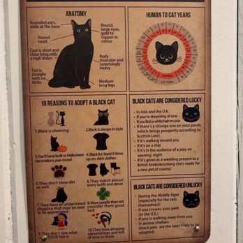 Santa Fe Cat Cafe - Wall Decor - Coffee & Tea Near Me - Santa Fe, New Mexico