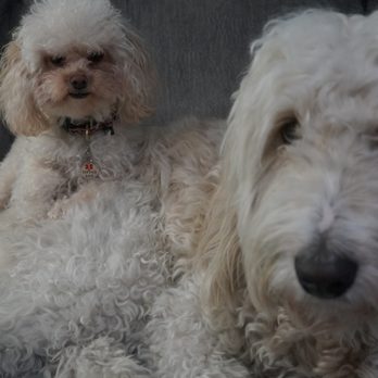 Wags For Us - Dog Walkers Near Me