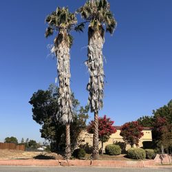 New Pacific Trees - Mexican palms removed