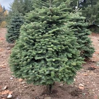 Trinity Tree Farm - The tree we picked - Venues & Event Spaces Near Me - Issaquah, Washington Trinity Tree Farm - The tree we picked - Venues & Event Spaces Near Me - Issaquah, Washington