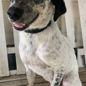 Circle L Rescue - Lacey - Community Service/Non-Profit Near Me - Salina, Oklahoma