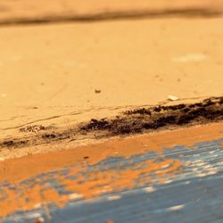 Star Property Management - Black mold growing in my closet underneath carpet they put down