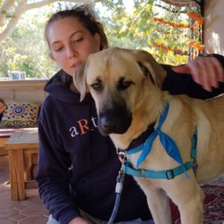 Aladdin- up for adoption.
