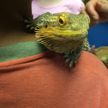 Chesapeake Childrens Museum - Bearded dragon - Museums Near Me - Annapolis, Maryland Chesapeake Childrens Museum - Bearded dragon - Museums Near Me - Annapolis, Maryland