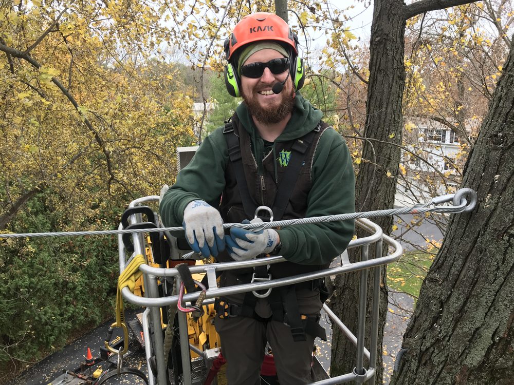Wachtel Tree Science - tree service in Merton, WI