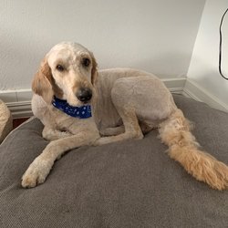 Pet Spa & Retreat-Pearland of Silverlake - After groomers