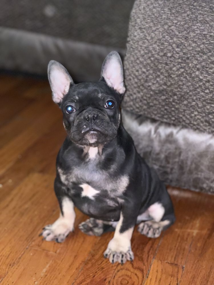 BIG GUY KENNEL Milwaukee, Wisconsin Pet Breeders Phone Number Yelp