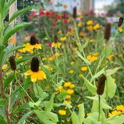 Mellie Mac's Garden Shack - Wildflowers outside.